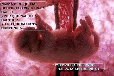 HORMONAS Y REPRODUCCIÓN - Beneficios y mitos de la castración (hembras y machos) Mam%25C3%2583%25C2%25A1_dice____ESTERILIZA