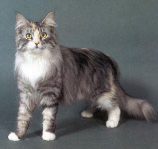 Baker, Preston C. Maine_Coon