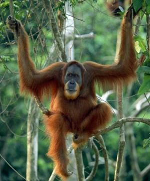 ماذا تعرف عن أنسان الغابه Orangutan-jungle-forest