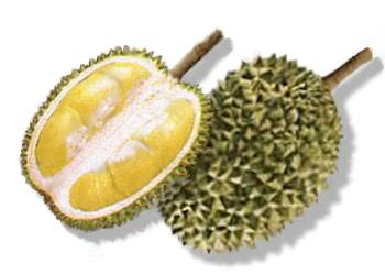 LTSEnt Fruit Family~ Durian_fruit