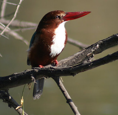 لعشاق الطيور الجميلة White_throated_Kingfisher