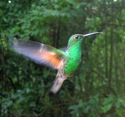 لعشاق الطيور الجميلة Stripe-tailed_Hummingbird