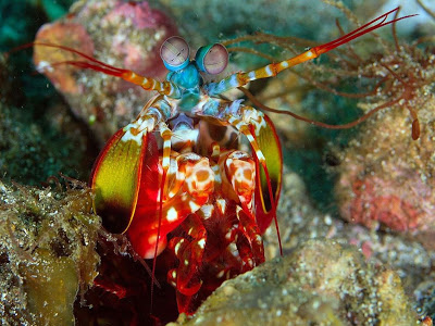 அறிந்திடாத அபூர்வ விலங்கினங்கள். Colorful04-peacock-mantis-shrimp_17428_990x742