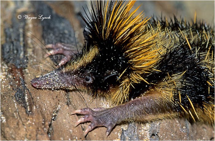 விலங்கியல் வினோதாம், அபூர்வ பாலூட்டிகள். 44-Lowland_Streaked_Tenrec_102