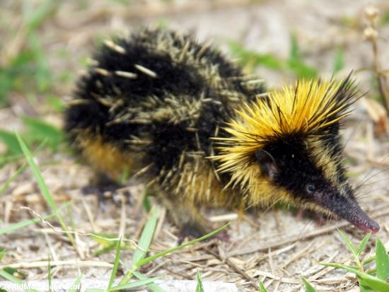 விலங்கியல் வினோதாம், அபூர்வ பாலூட்டிகள். Streaked%2Btenrec