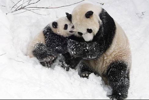 أجمل صور الباندا Panda2