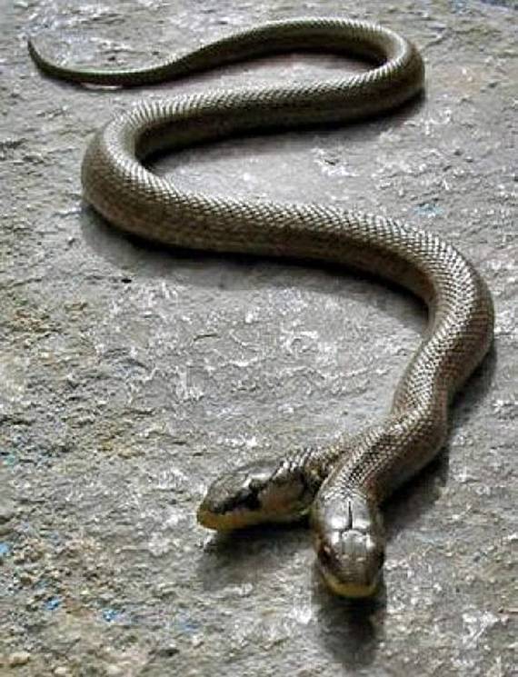 இருதலைப் பாம்புகள்.. Two_headed_snake_02