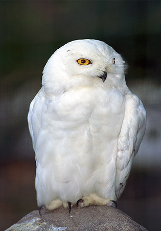 Kainorastis Snowy-owl