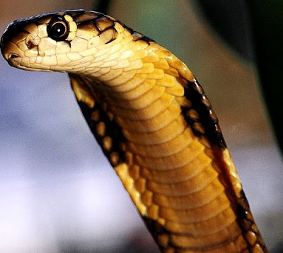 Ten Most Poisonous Animals in the World...Photos and Info.. King-cobra