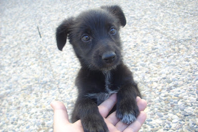 Adopta cachorrita tamaño pequeño DSCI0501