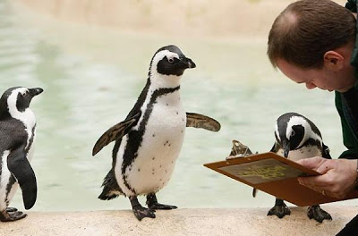 வேடிக்கையான படங்கள் - Page 2 853-pinguin-can-read