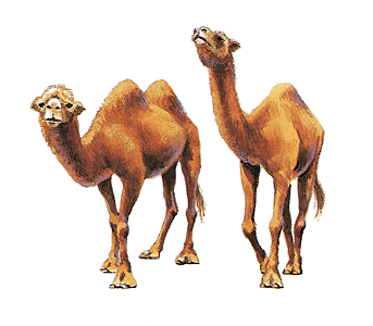 பல நாட்கள் நீரின்றி ஒட்டகத்தால் எப்படி வாழமுடிகின்றது? Camel-info0