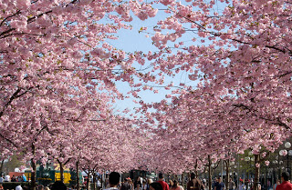 صور زهرة الساكورا ( أزهار الكرز ) .. Sakura_alley_wide