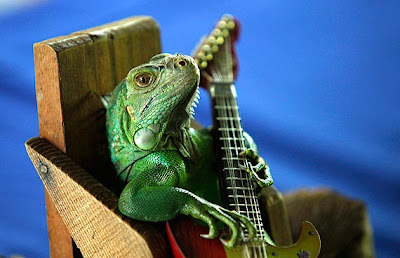 Ela faz a base ok? Iguana-guitar
