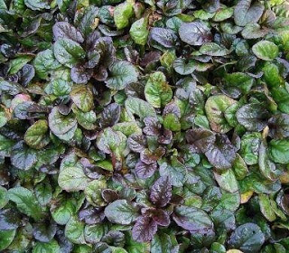 PLANTAS COBERTORAS 685px-Ajuga_reptans_atropurpurea_02_ies