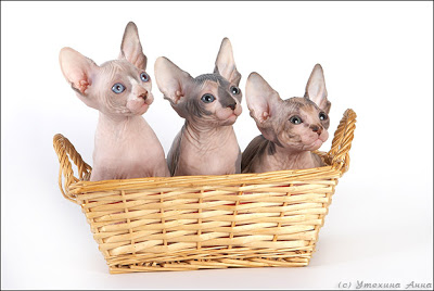 Bộ sưu tập ảnh Mèo Canada%20Sphynx%20Cats%201