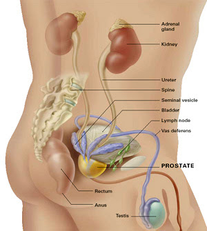 விந்தின் பிறப்பிடம் திருக்குரானின் விளக்கம். Prostatecancer