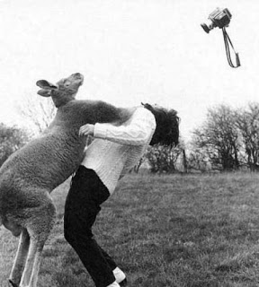 Nature pics - Page 5 Kangaroo-punch-woman