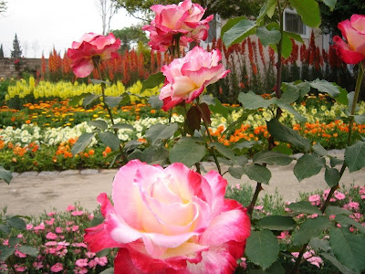 اجمل الورود الله Pakistani_rose_garden_shahzad_picture_3