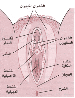 معلومات هامة عن غشاء البكارة ..!! 435eee1ea9