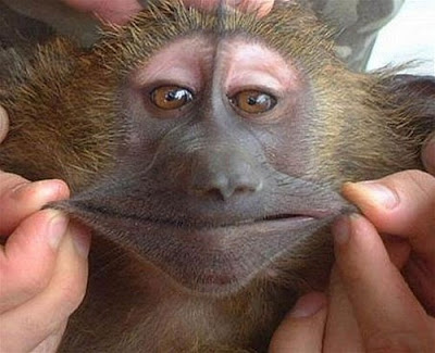 imagens e factos estranhos/engraados - Pgina 2 Funny-monkey-pictures