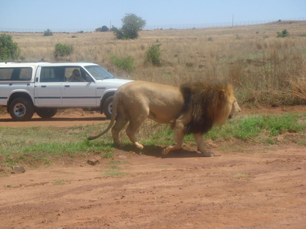 சிங்கம் புலிகளின் காட்சி Image008