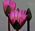 زهرة اللوس الجميلة 120px-Nymphaea_nouchali_%252528Indian_red_water_lily%252529_in_Hyderabad%25252C_AP_W_IMG_2624