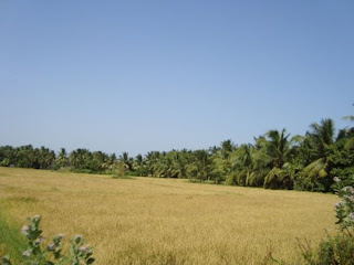 என்னை நினைவு இருக்கா ? DSC00587