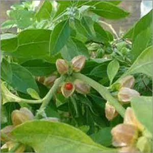 الجنسنج الهندى  Ashwagandha-450