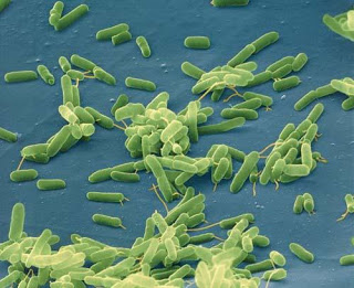 الثوم أفضل مضاد حيوي عبر التاريخ  Bacteria