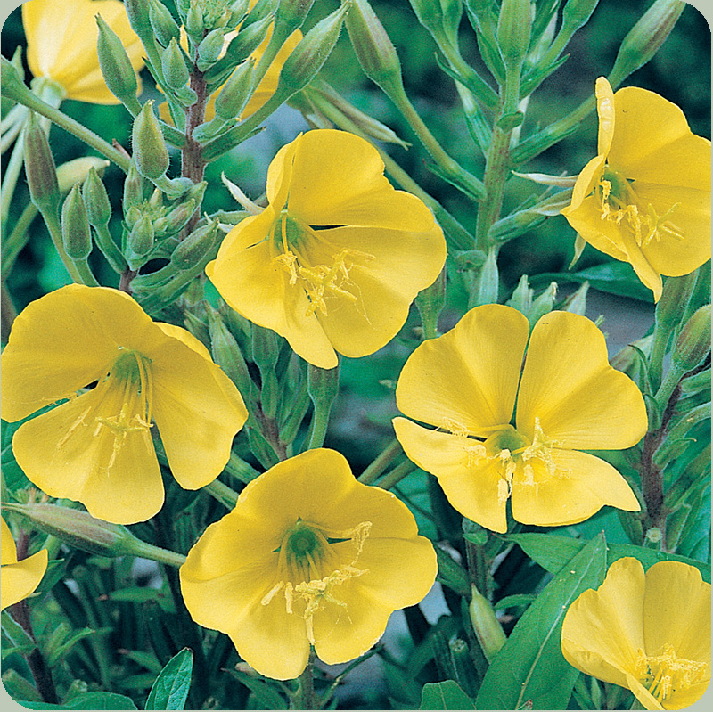 نبات ملكة الليل  EveningPrimrose