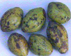  فوائد الهليلج Terminalia5