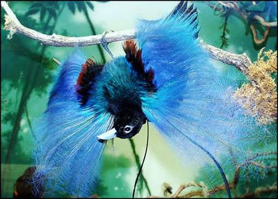 ¿Cual es tu animal mas raro? Blue-Bird-of-Paradise