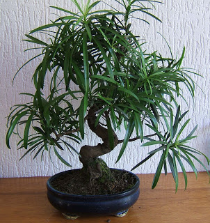 BONSAI