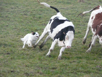 Django, ca se confirme au troupeau!?! P1010904