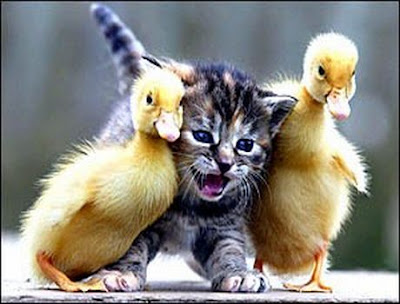 الداء والدواء Funny-animals-kitten-ducks