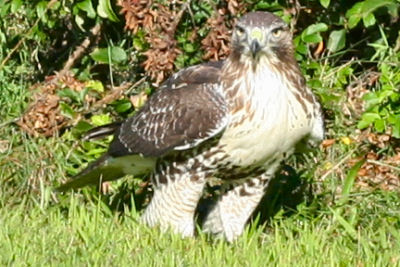 صور صقور عربيةحرة Red-tailed-hawk-standing-on-lunch