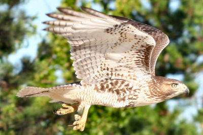 صور صقور عربيةحرة Red-tailed-hawk-w-prey