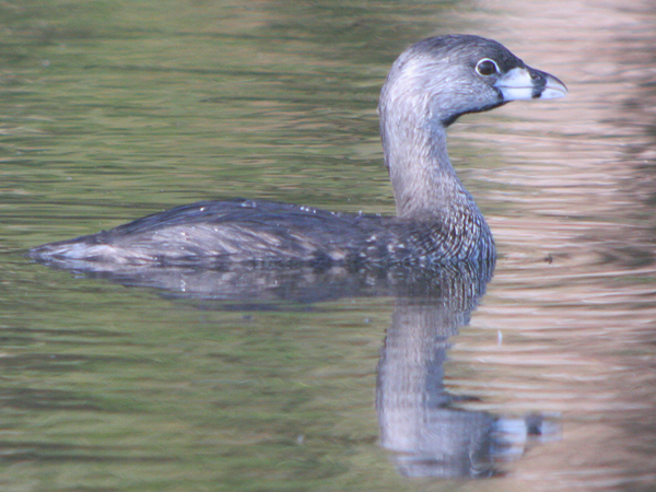 غطاسيات   ......... Grebe-reflection