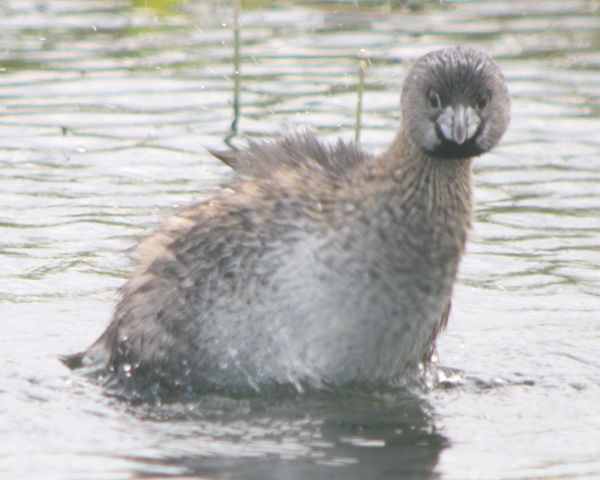 غطاسيات   ......... Grebe-shaking