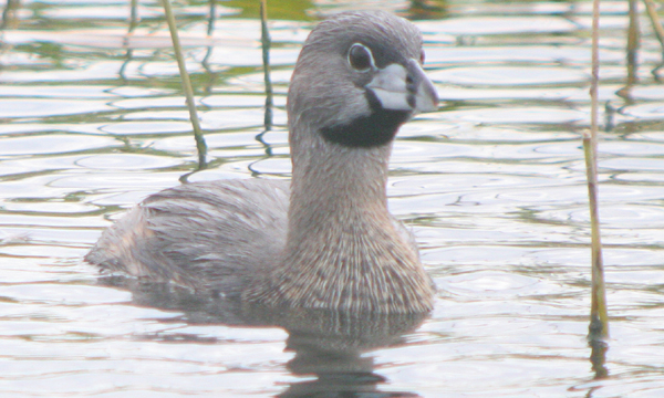 غطاسيات   ......... Grebe