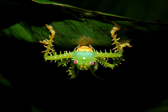 Una selva poblada de criaturas “extrañas” en Ecuador Amazonas-ecuador