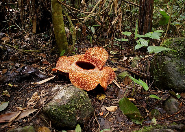 Plantas que parecen de otro planeta Plantas-raras-del-mundo-paisajes