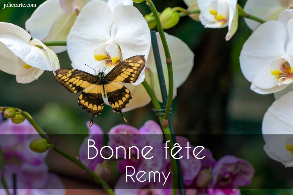 vendredi 15 janvier : bonne fête Rémy 61d4b3a0