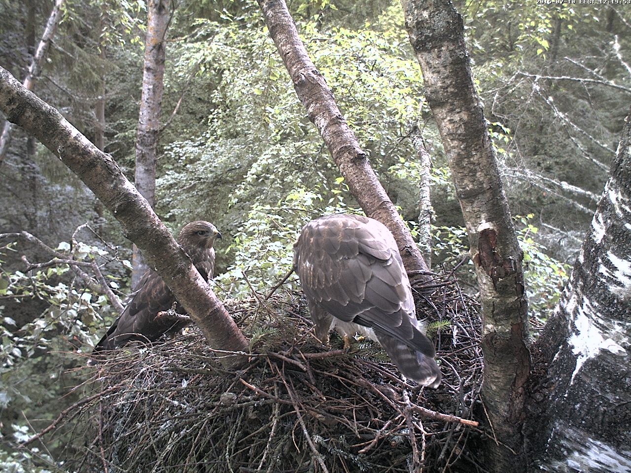 Buzzard Cam 2 - Katrin and Kalju - Page 5 Hiireviu-2015-07-10-12-21