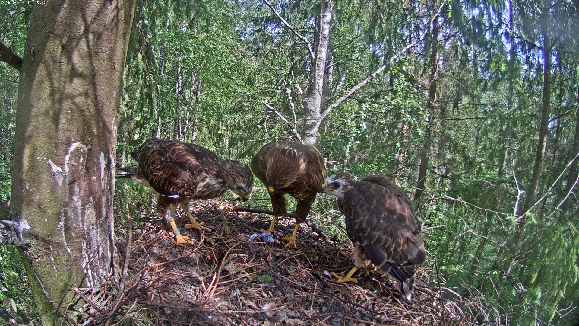 Buzzard Cam 1 - Mari and Mihkel - Page 10 Hiireviu-2016-06-19-14-49