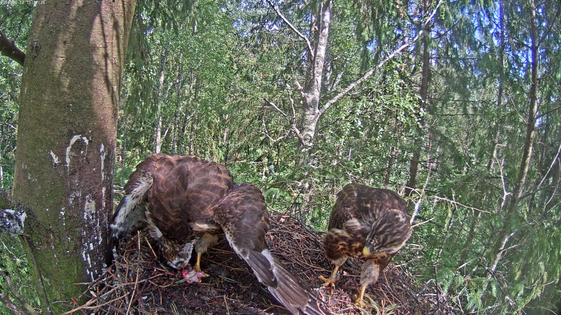 Buzzard Cam 1 - Mari and Mihkel - Page 10 Hiireviu-2016-06-22-15-17