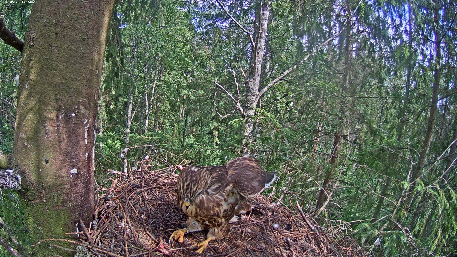 Buzzard Cam 1 - Mari and Mihkel - Page 12 Hiireviu-2016-06-29-14-34