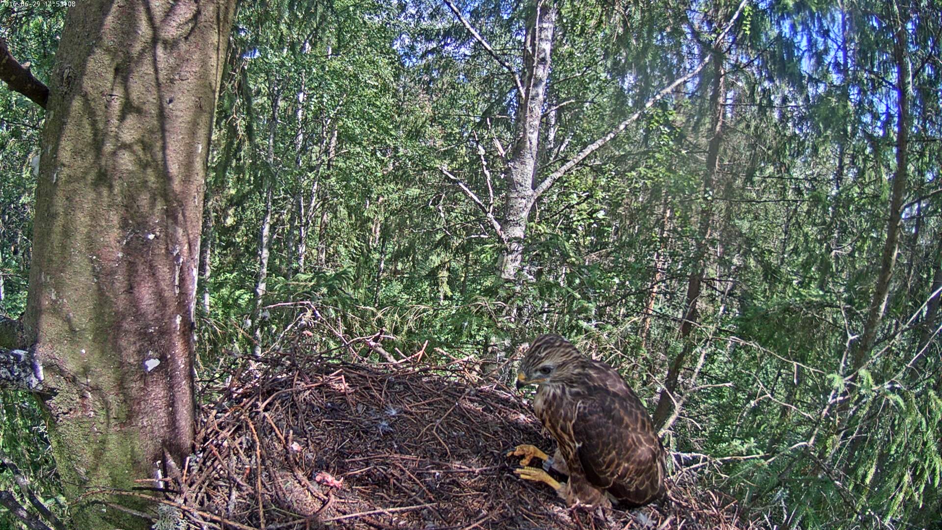 Buzzard Cam 1 - Mari and Mihkel - Page 12 Hiireviu-2016-06-29-14-53