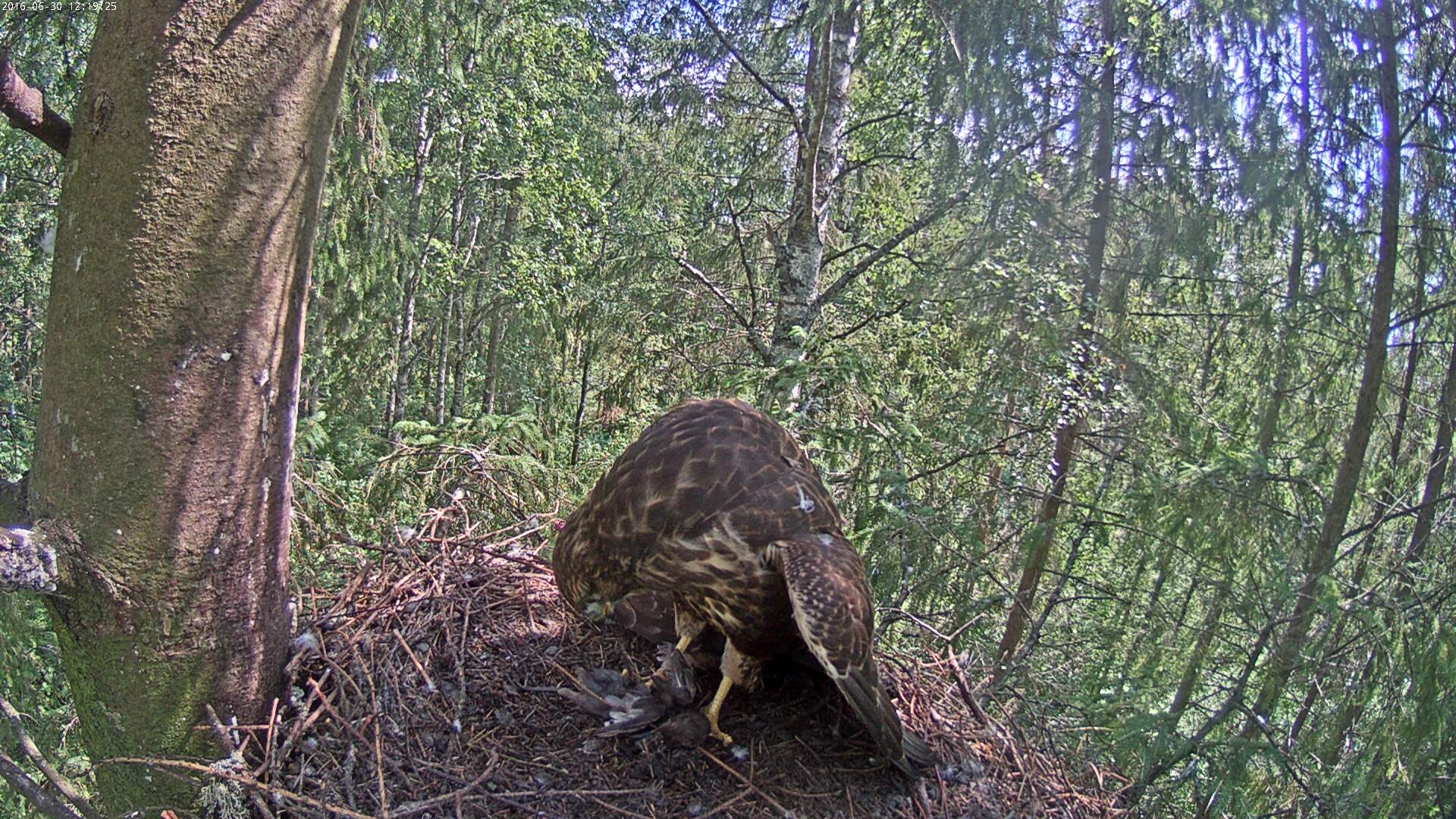 Buzzard Cam 1 - Mari and Mihkel - Page 12 Hiireviu-2016-06-30-12-19